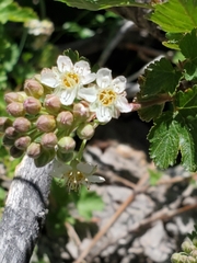 Physocarpus monogynus