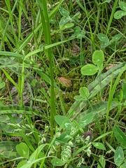 Dactylorhiza fuchsii
