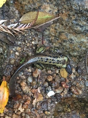 Telmatobufo australis