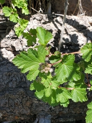 Physocarpus monogynus