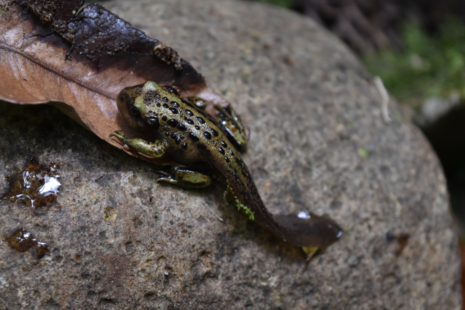 Pelado Mountains False Toad, Telmatobufo australis