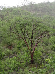 Bursera morelensis