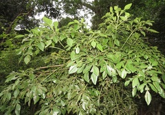 Cussonia