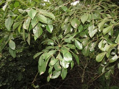 Cussonia