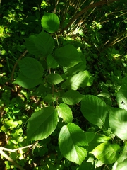 Corylus americana