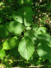 Corylus americana