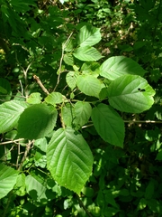 Corylus americana