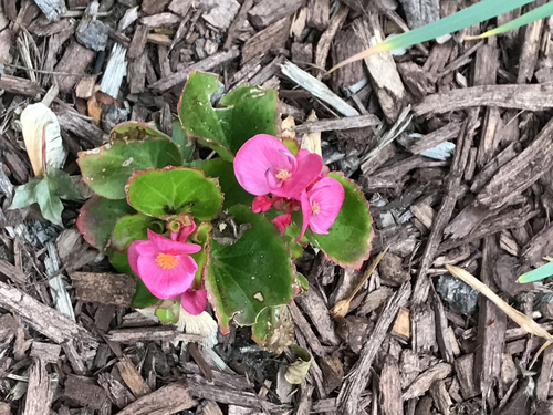 Begonia × semperflorens-cultorum