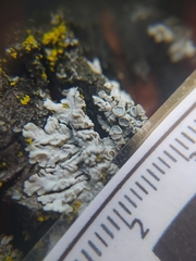 Physcia