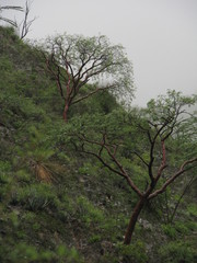 Bursera morelensis