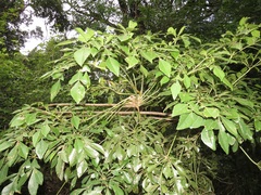 Cussonia