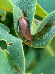 Coleoptera
