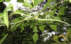Cussonia