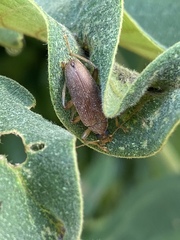 Coleoptera