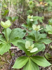 Cornus canadensis