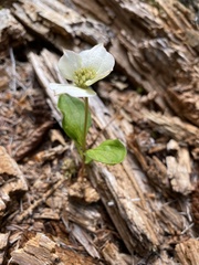 Cornus canadensis
