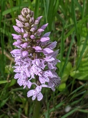 Dactylorhiza fuchsii