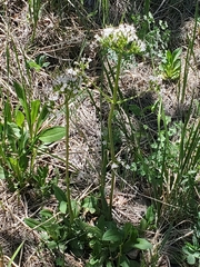 Valeriana acutiloba