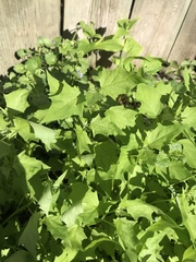 Chenopodiastrum simplex