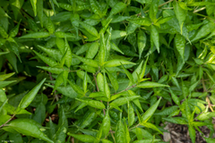 Anisacanthus quadrifidus