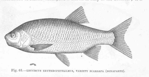 Scardinius scardafa