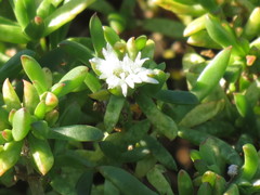 Delosperma uitenhagense