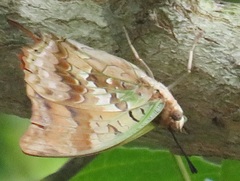 Charaxes candiope