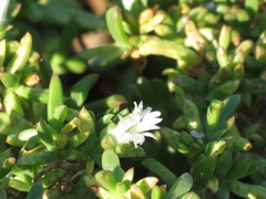 Delosperma uitenhagense