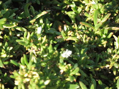 Delosperma uitenhagense