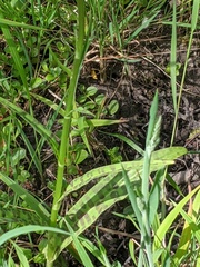 Dactylorhiza fuchsii