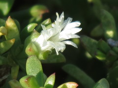 Delosperma uitenhagense