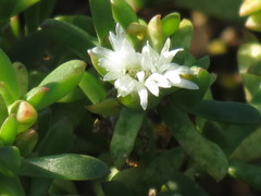Delosperma uitenhagense