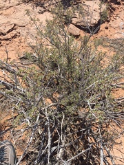 Coleogyne ramosissima