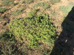 Delosperma uitenhagense