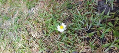 Bellis perennis