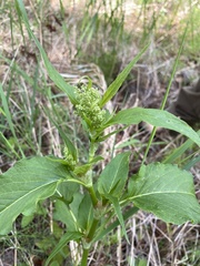 Koenigia alaskana