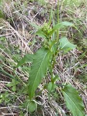 Koenigia alaskana