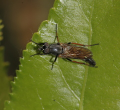 Ozodiceromyia nigrimana