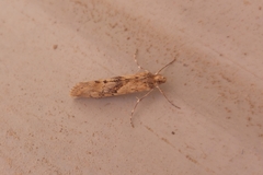 Cornifrons ulceratalis