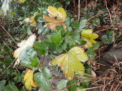 Rubus trifidus