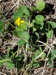 Ranunculus inamoenus