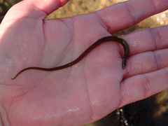 Nerophis lumbriciformis