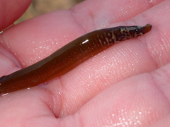 Nerophis lumbriciformis