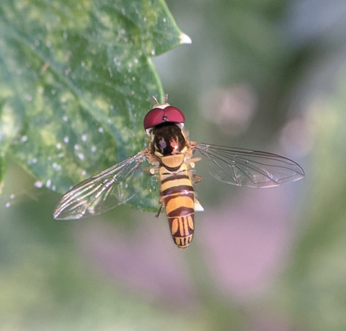 photo of Oblique Streaktail (Allograpta obliqua)