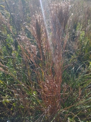 Schizachyrium microstachyum