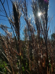Schizachyrium microstachyum