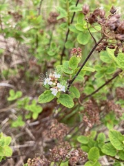 Spiraea stevenii