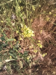 Brassiceae