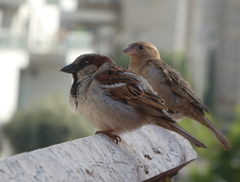 Passer domesticus