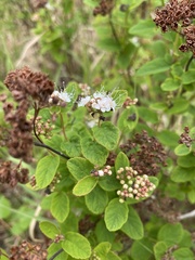 Spiraea stevenii